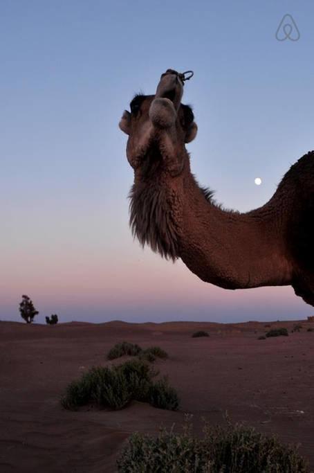 Riad De Reve Zagora Eksteriør bilde